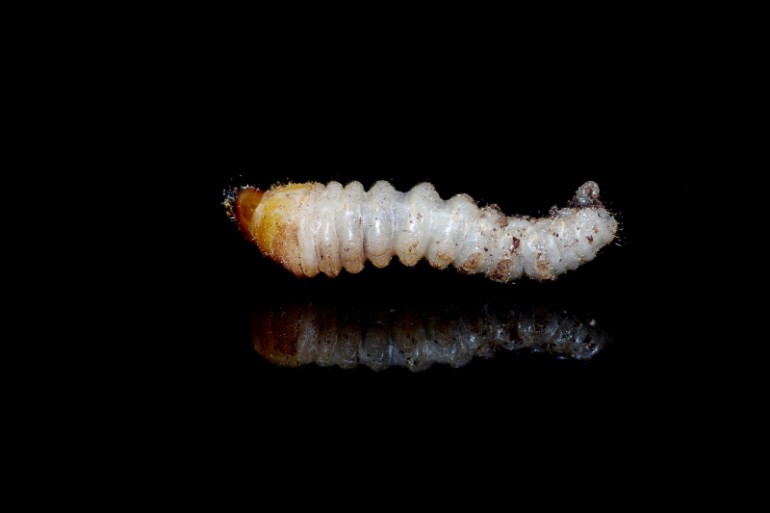 Larva tesaříka krovového