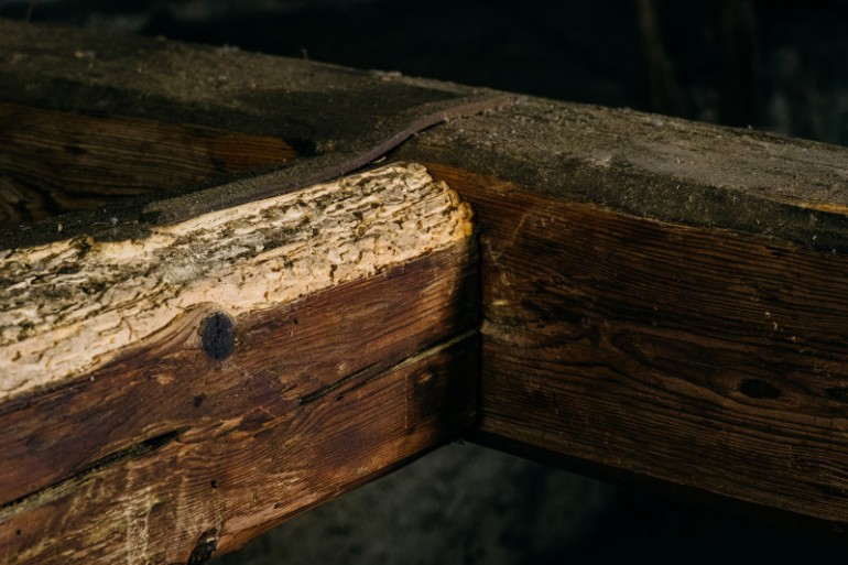 Povrch dřeva degradovaný činností tesaříka krovového