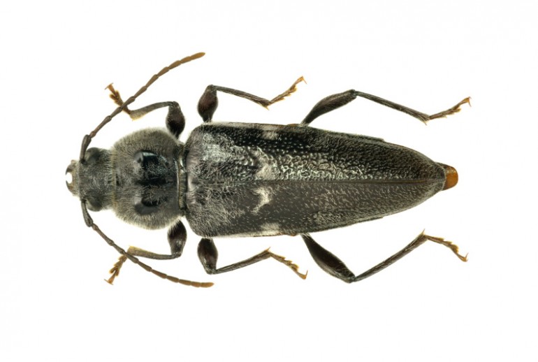 Tesařík krovový (Hylotrupes bajulus), dospělec