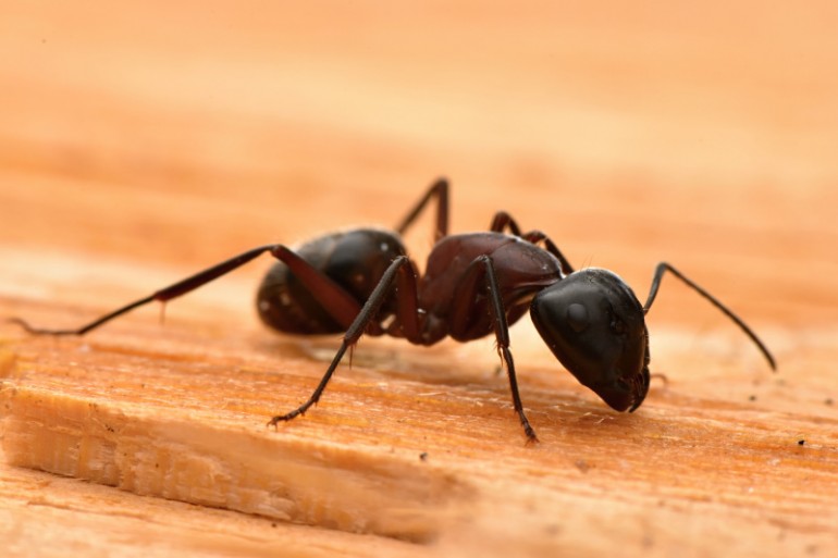 Mravenec dřevokaz (Camponotus ligniperda), dospělec