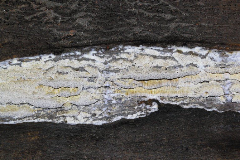 Pornatka Vaillantova (Fibroporia Vaillantii), plodnice