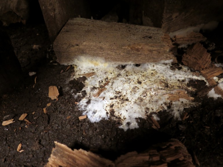Mycelium dřevokazné houby